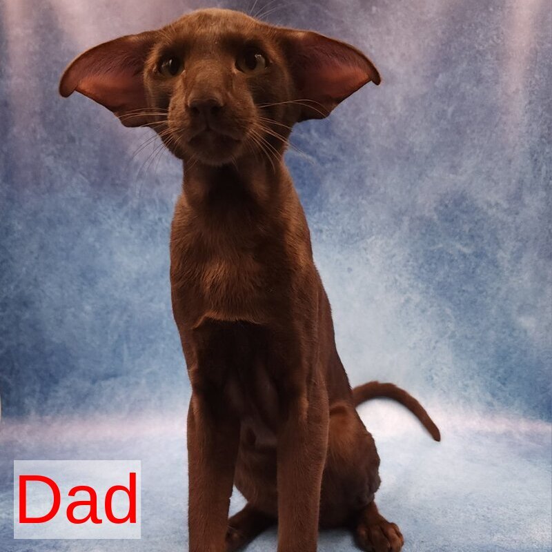 Romeo Oriental Shorthair male, black