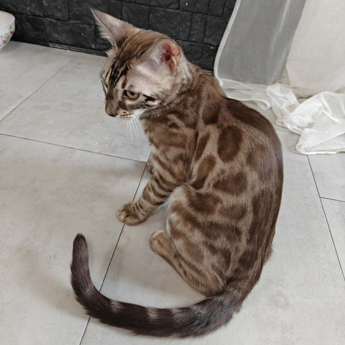 Jason Bengal male, black amber spotted tabby pointed