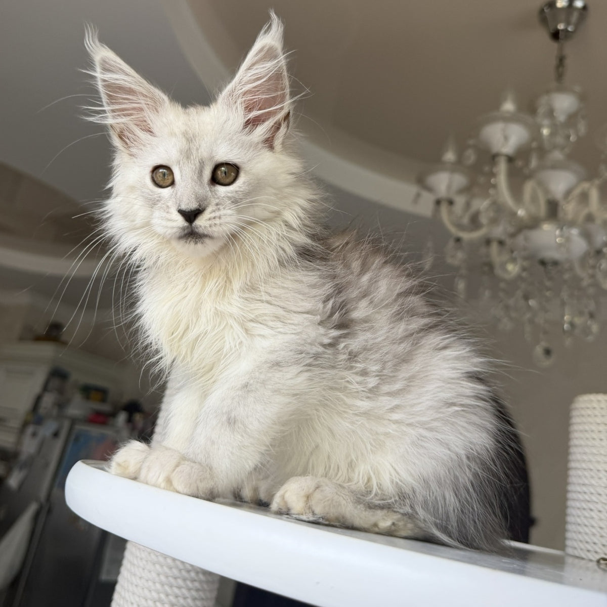 Diora Maine Coon female, black silver shaded