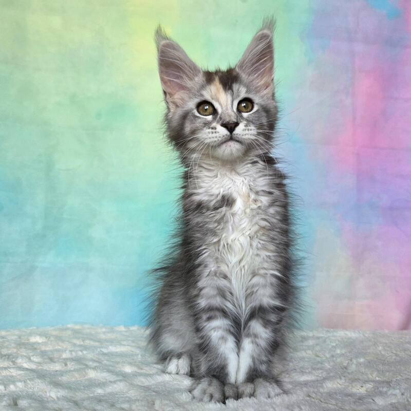 Psychea Maine Coon female, black tortie silver ticked tabby