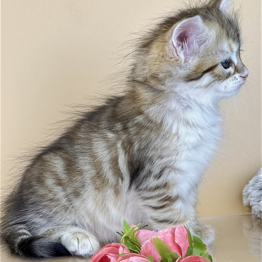 Yuna Siberian female, black golden tabby
