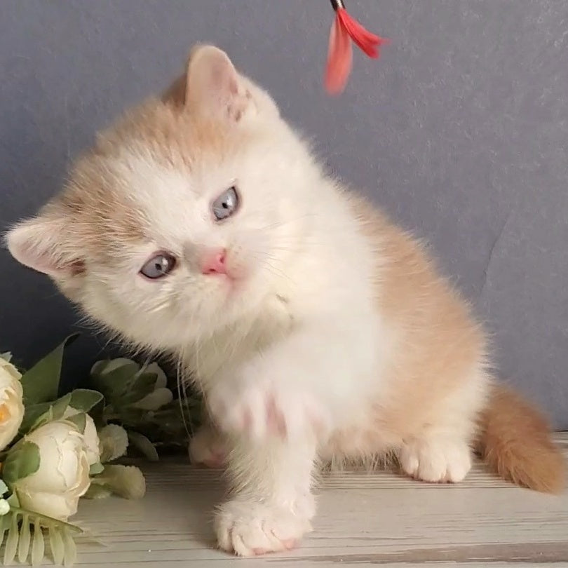 Duke British Shorthair male, cream bicolour