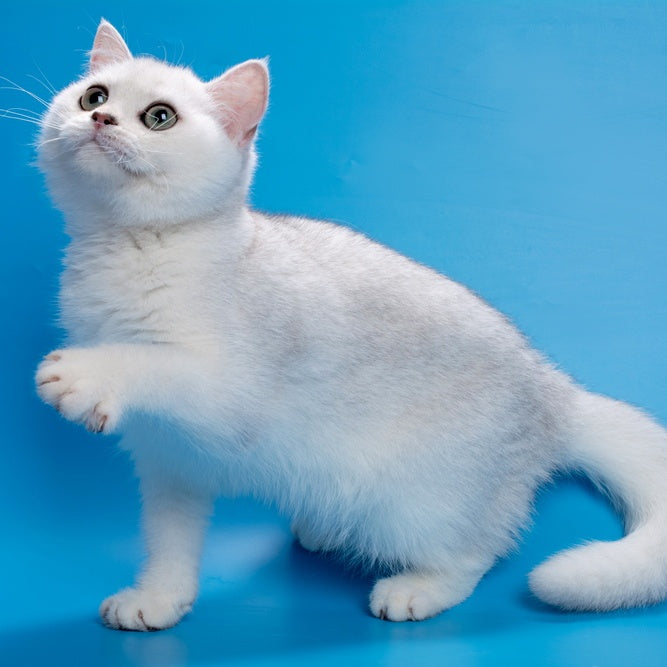 Fandi British Shorthair female, black silver shaded