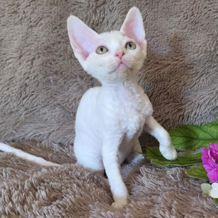 Waikiki Devon Rex female, white