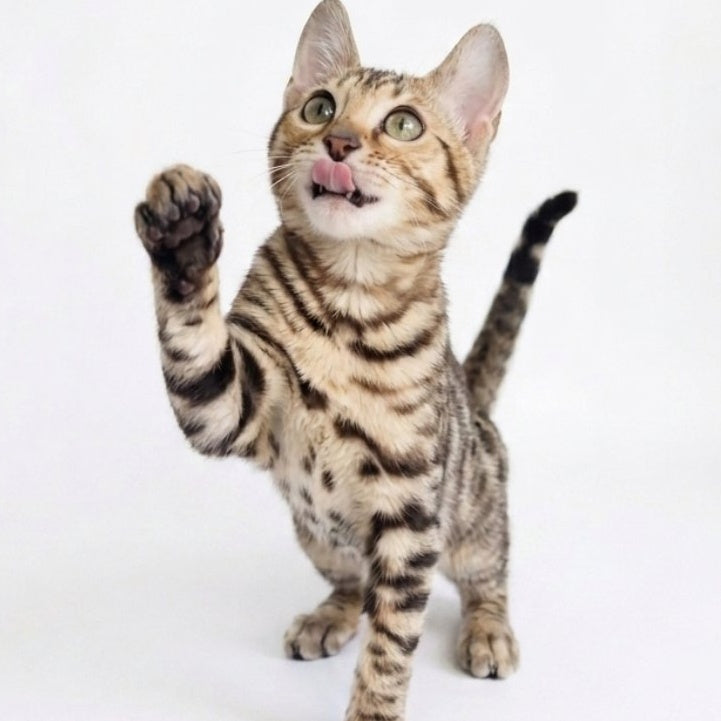 Wendy Bengal female, black spotted tabby