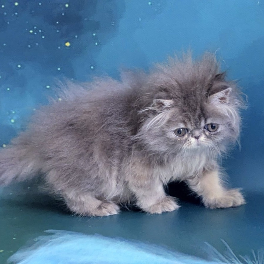 Patricia Persian female, blue tortie