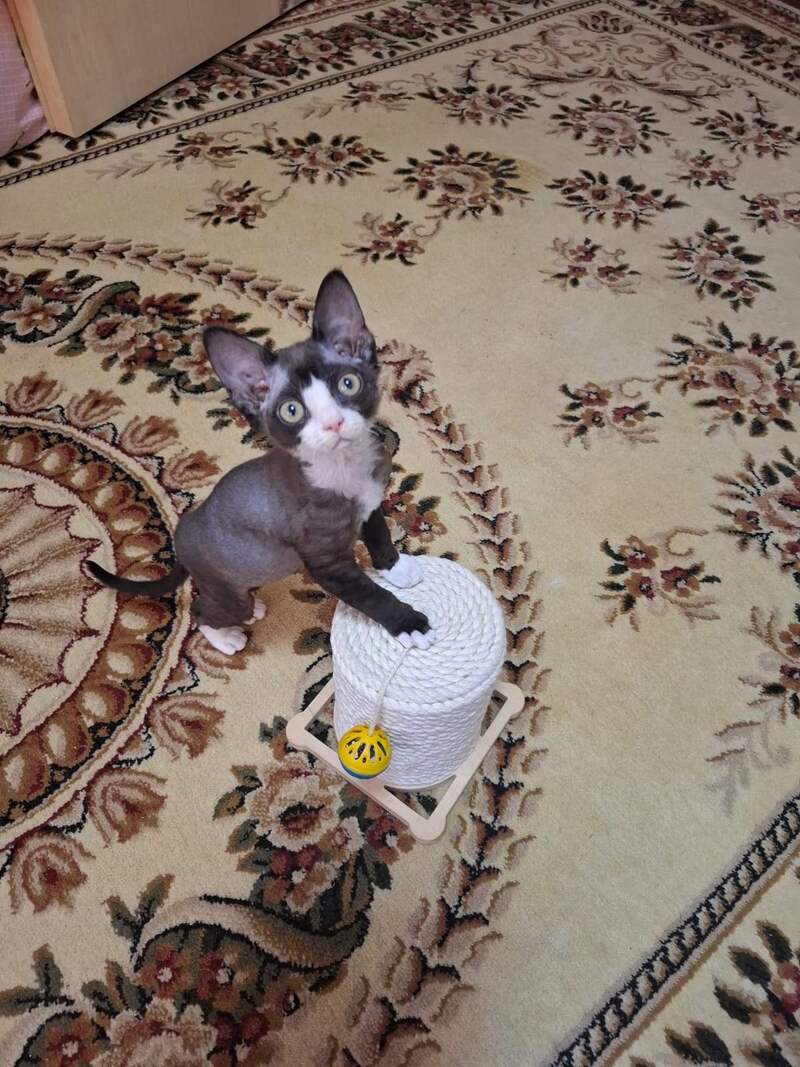 Eliza Devon Rex female black bicolour - live animals