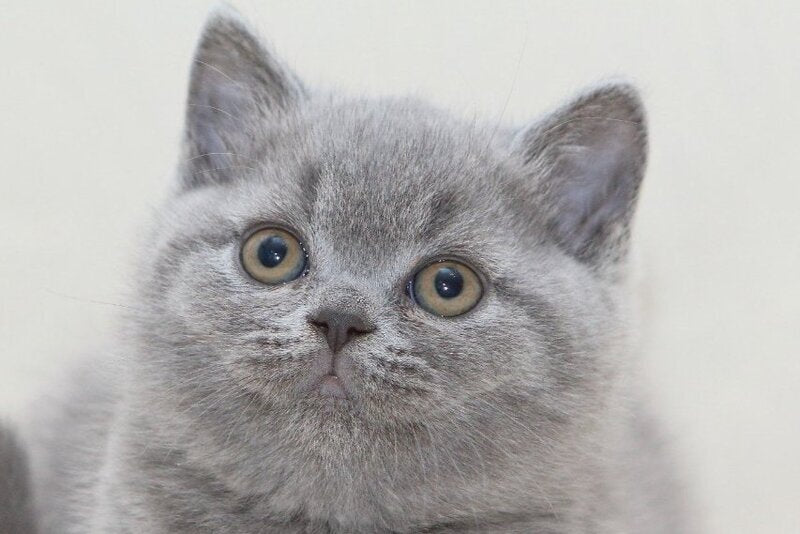 Oliver British Shorthair male, blue