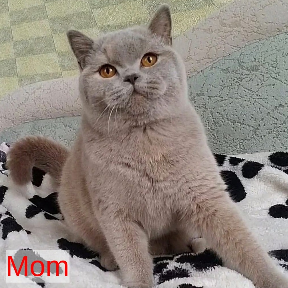 Madlen British Shorthair female, cinnamon