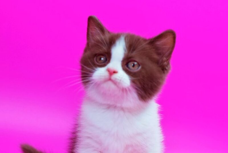 Quira British Shorthair female, chocolate bicolour