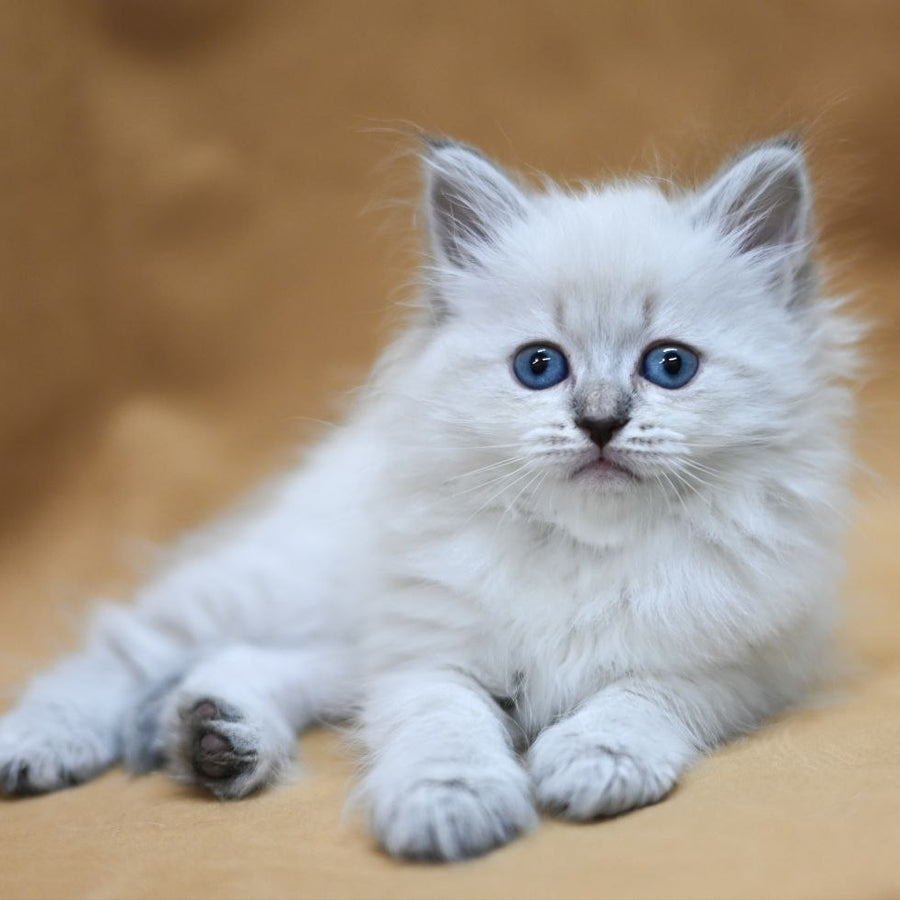 Gloriya Neva Masquerade female, blue tabby pointed
