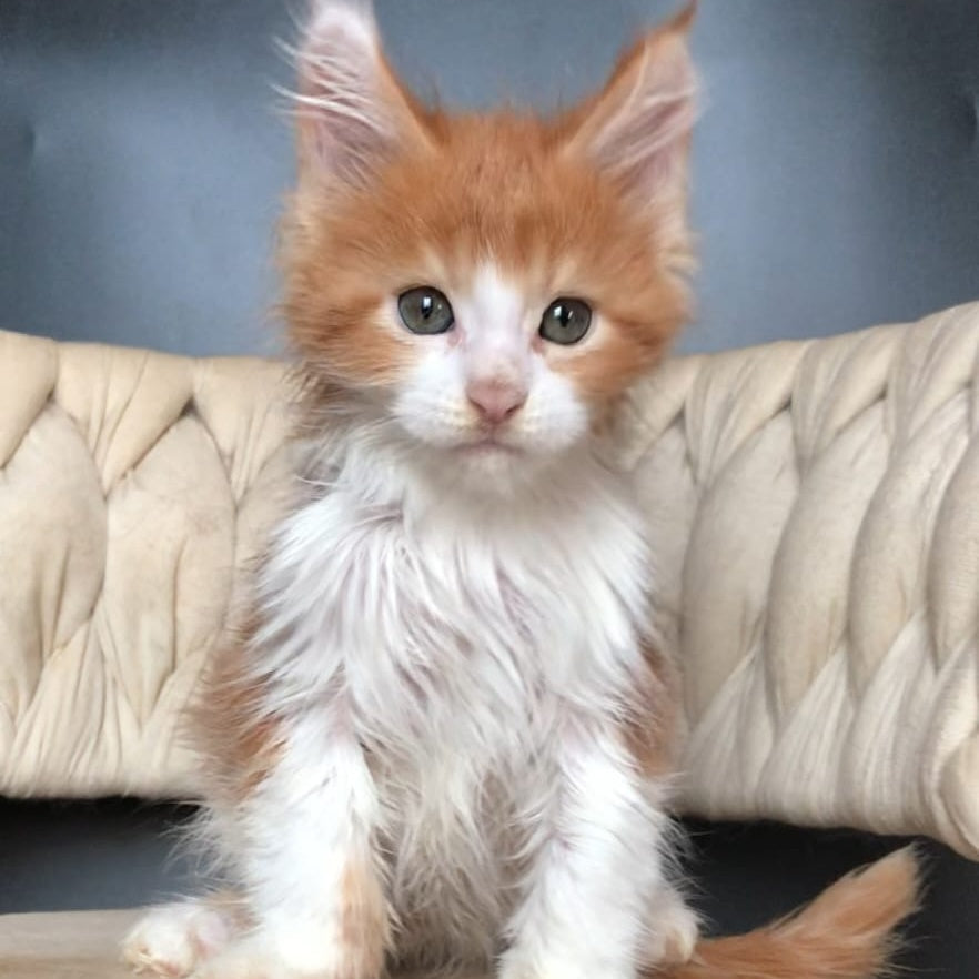 Amos Maine Coon male, red bicolour