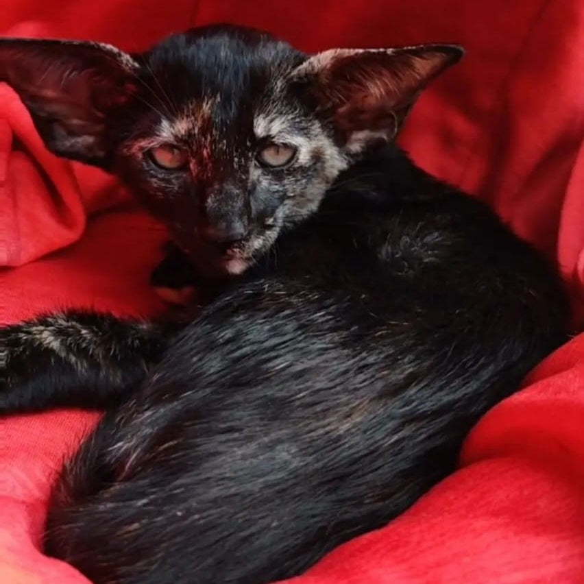 Yana Oriental Shorthair female, black tortie