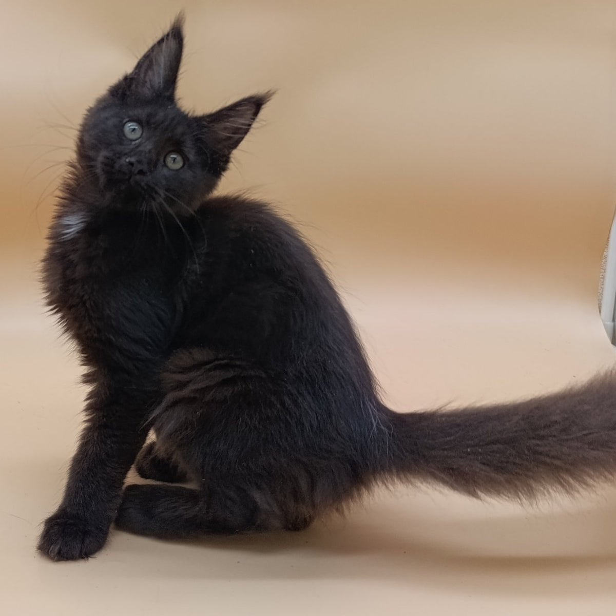 Onika Maine Coon female, black