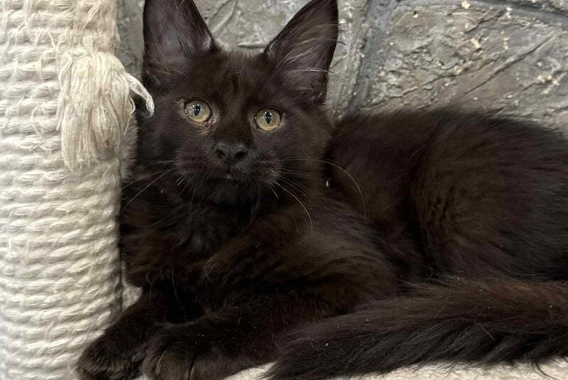 Fart Maine Coon male, black