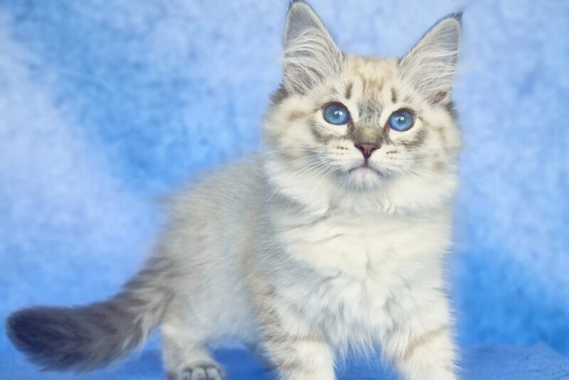 Catherine Siberian female black tabby pointed - live animals