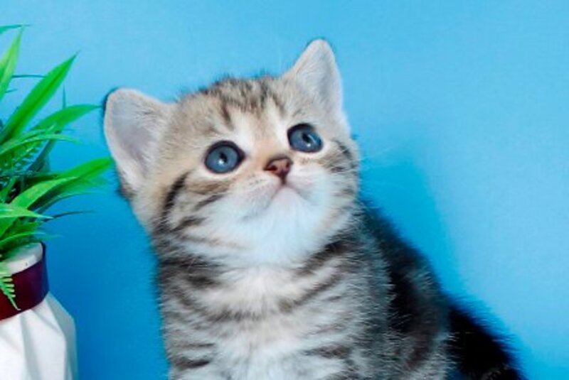 Kamilla British Shorthair female black silver tabby - live animals