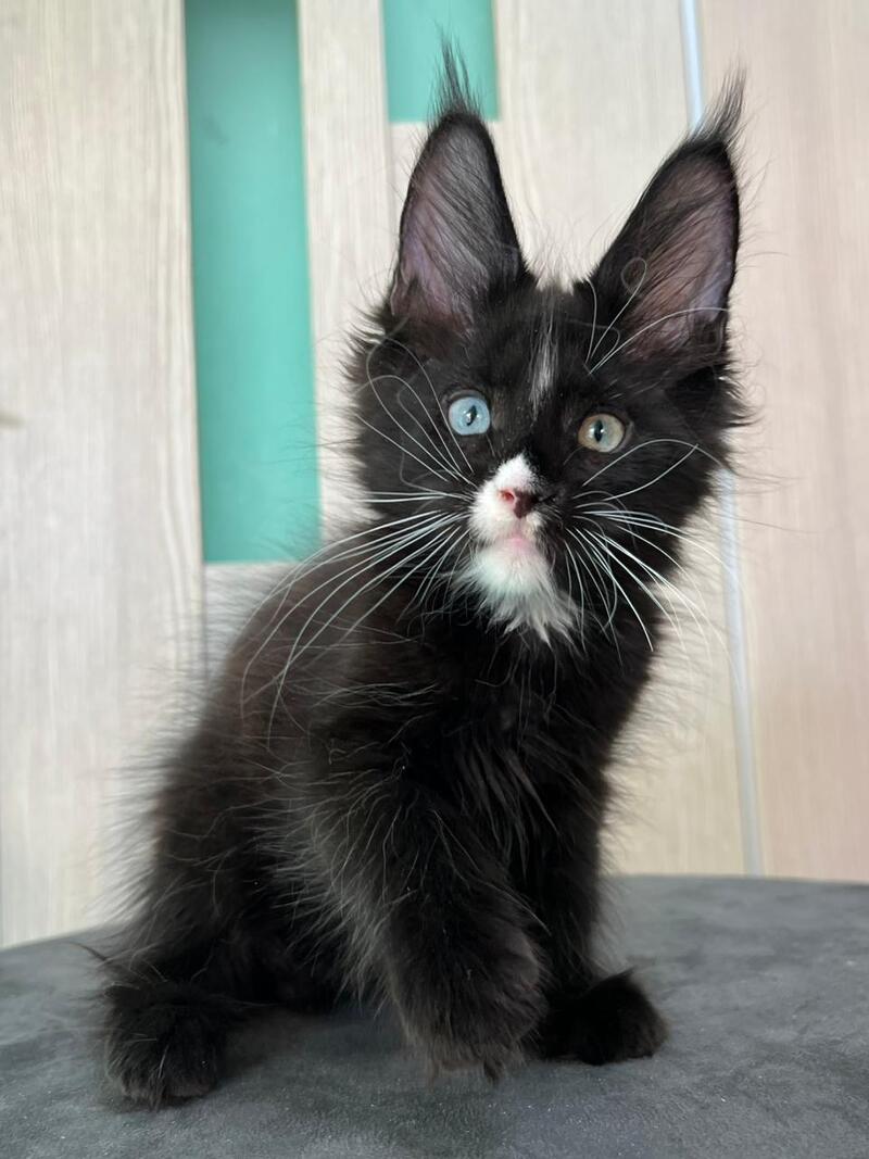Nolan Maine Coon male black with white - live animals