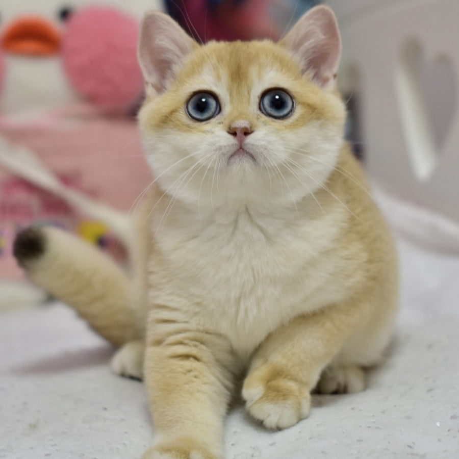 Ferrero British Shorthair male, black golden shaded