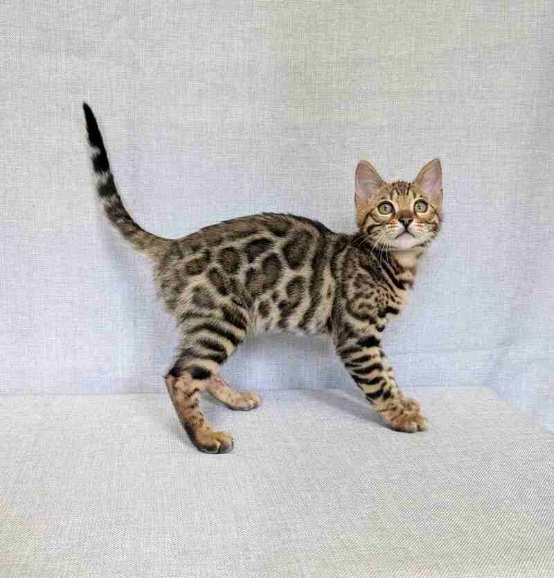 Zipsy Bengal female black spotted tabby - live animals