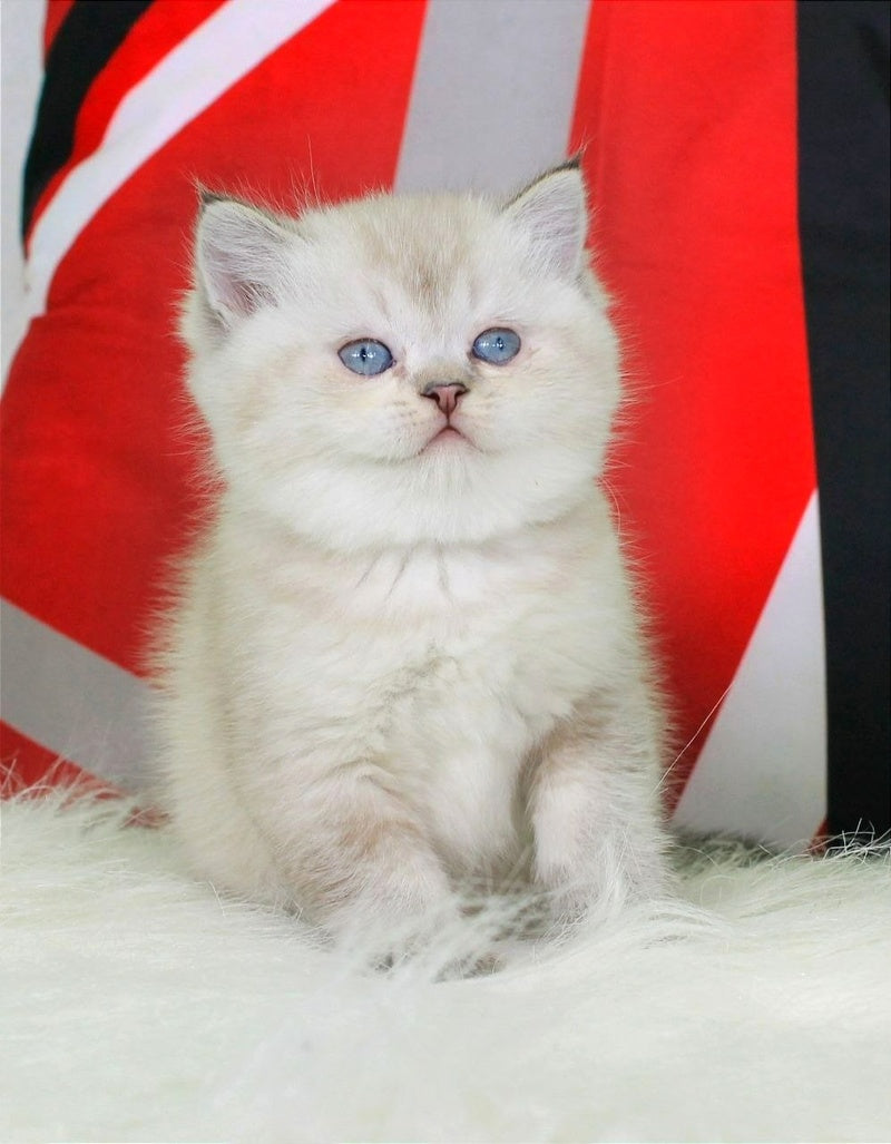 Sunny British Shorthair female, black ticked tabby pointed