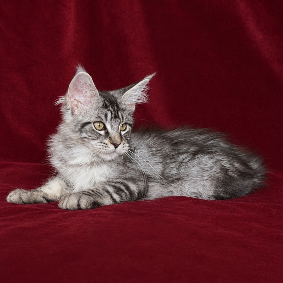 Ivory Maine Coon male, black silver tabby