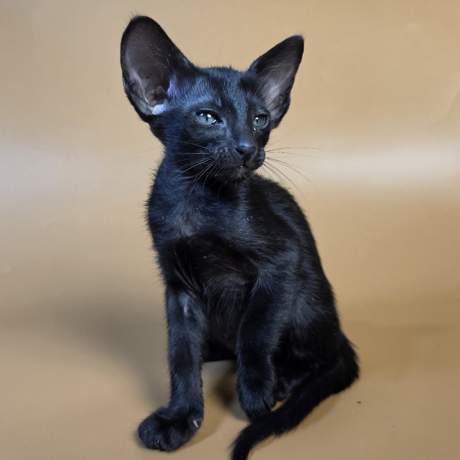 Fenrir Oriental Shorthair male, black