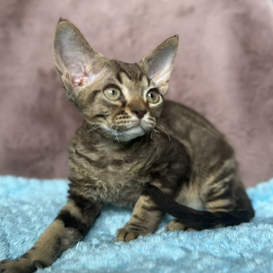 Xiaomi Devon Rex male, chocolate tabby