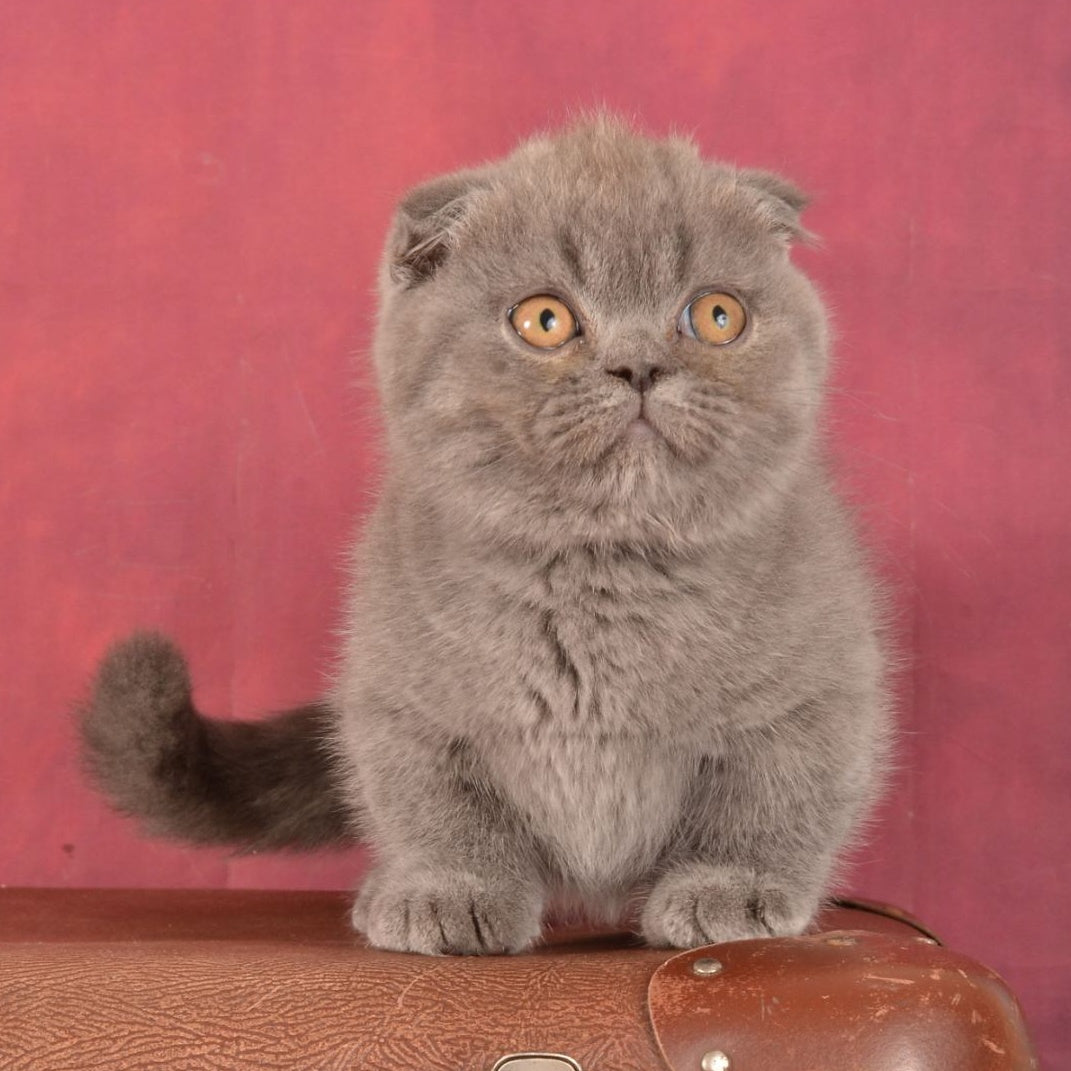 Muffin Munchkin male, blue