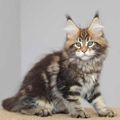 Kavaler Maine Coon male, black tabby
