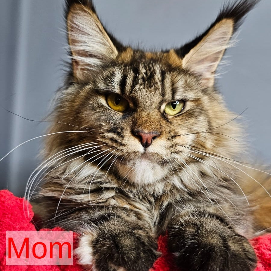 Petrovich Maine Coon male, black