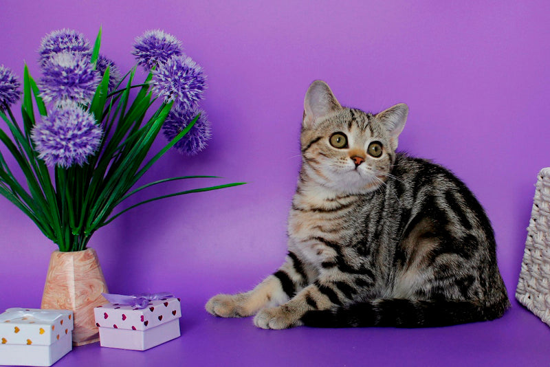 Kelly British Shorthair female, black silver tabby