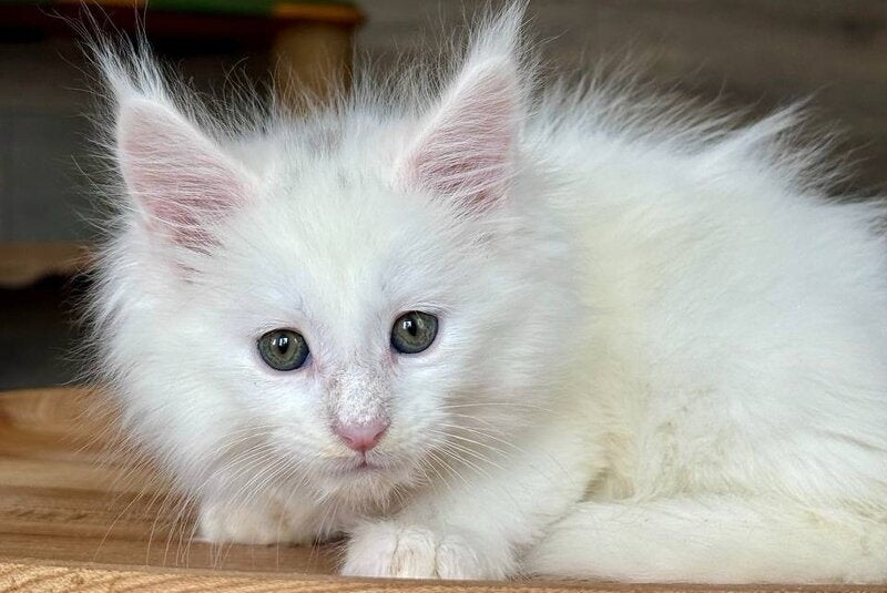 Indiana Maine Coon male, white
