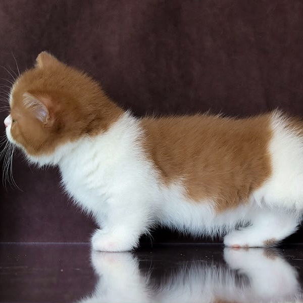 Fantasy Munchkin female, cinnamon bicolour