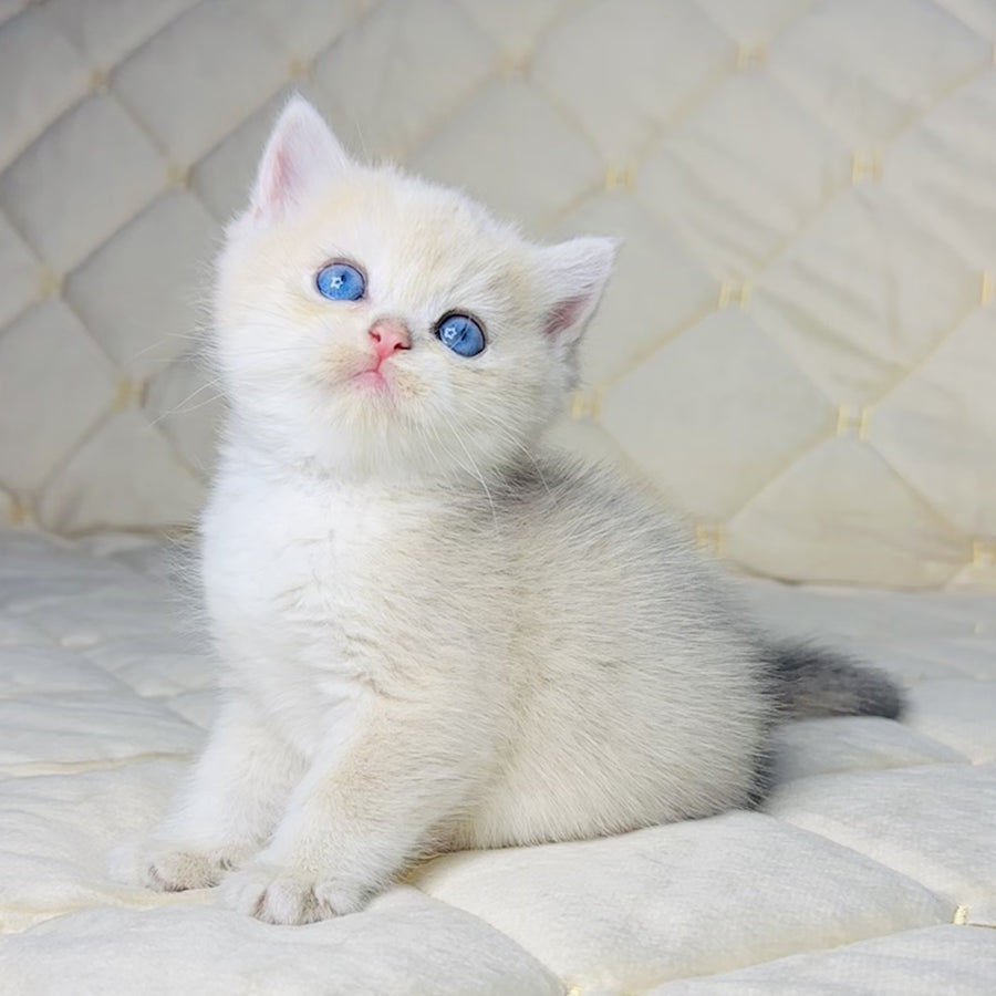 Fistashka British Shorthair female, blue golden shaded