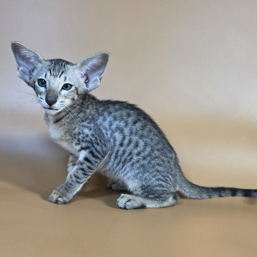 Yorick Oriental Shorthair male, black spotted tabby