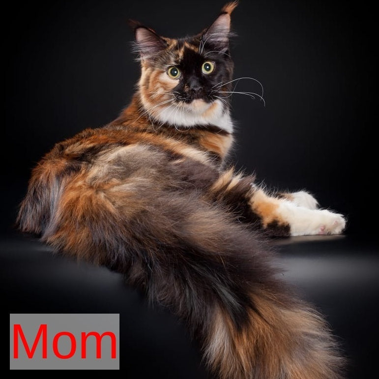 Yarik Maine Coon male, black tabby