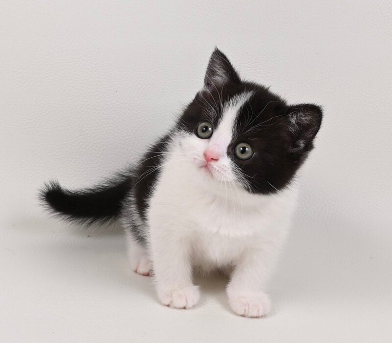 Mia British Shorthair female black bicolour - live animals