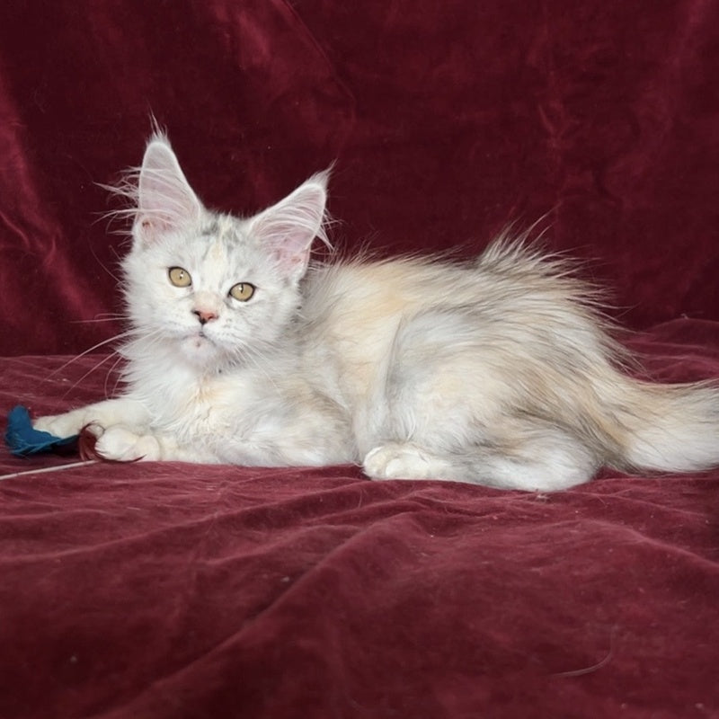 Ise Lilly Maine Coon female, black tortie silver ticked tabby