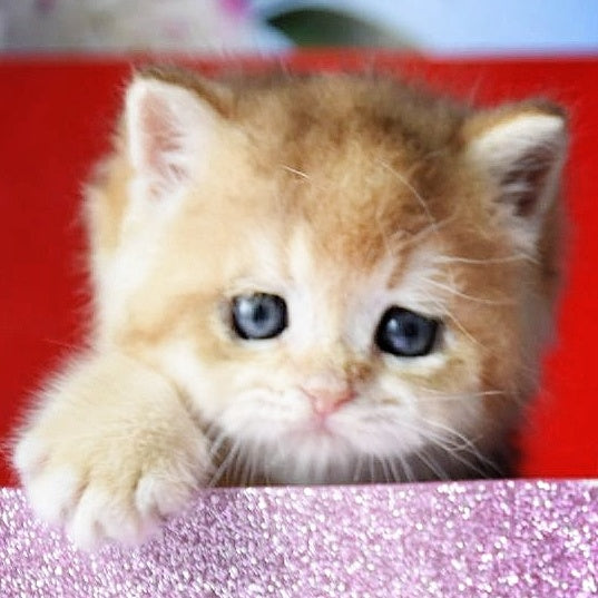 Simba British Shorthair male, black golden chinchilla
