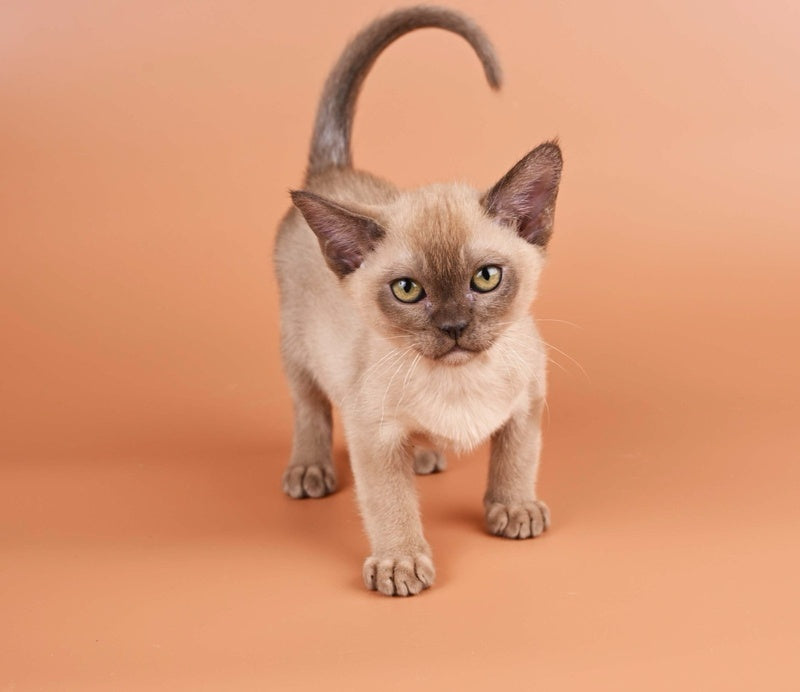 Zair Burmese male chocolate - live animals