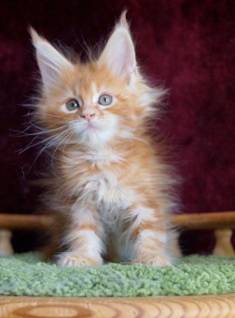 Orlenok Maine Coon male red silver tabby - live animals