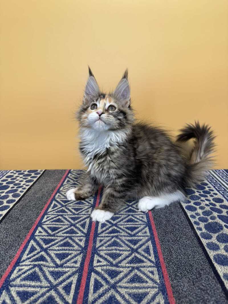 Indiana Maine Coon female black tortie tabby mitted live animals