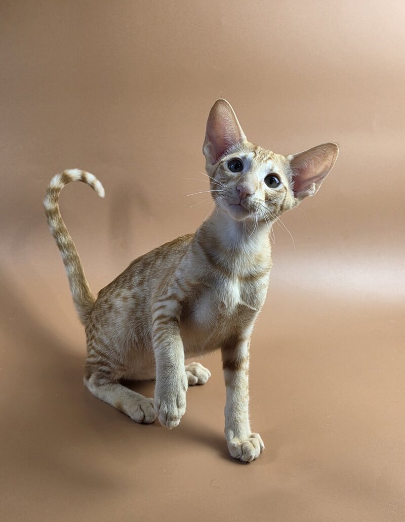 Uvar Oriental Shorthair male, red