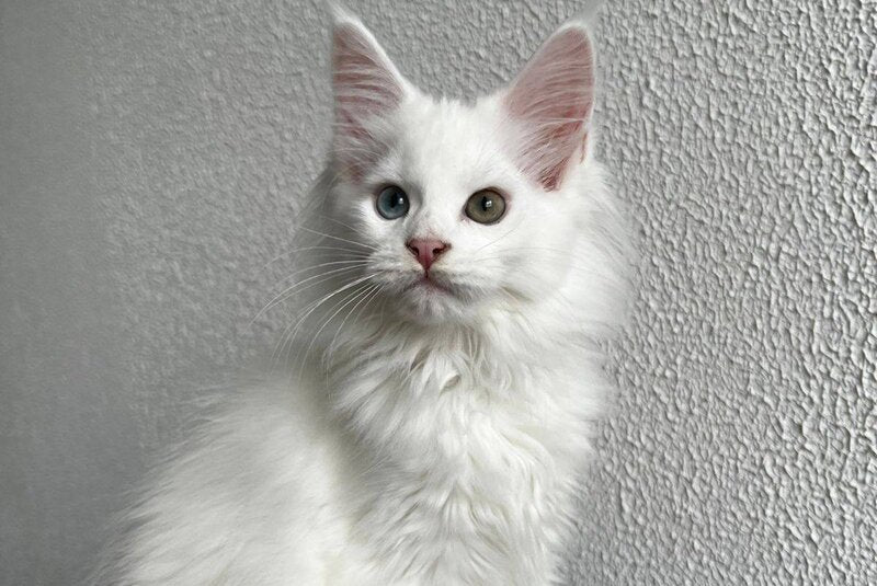 Vivi Maine Coon female, white