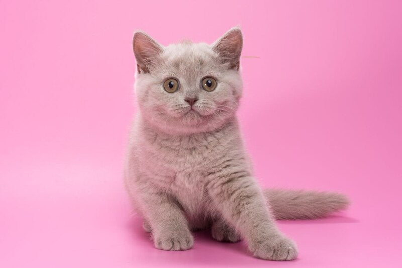 Oriana British Shorthair female, lilac