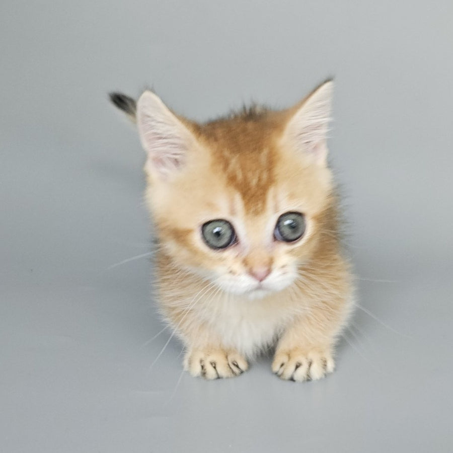 Bublik Munchkin male, black golden shaded