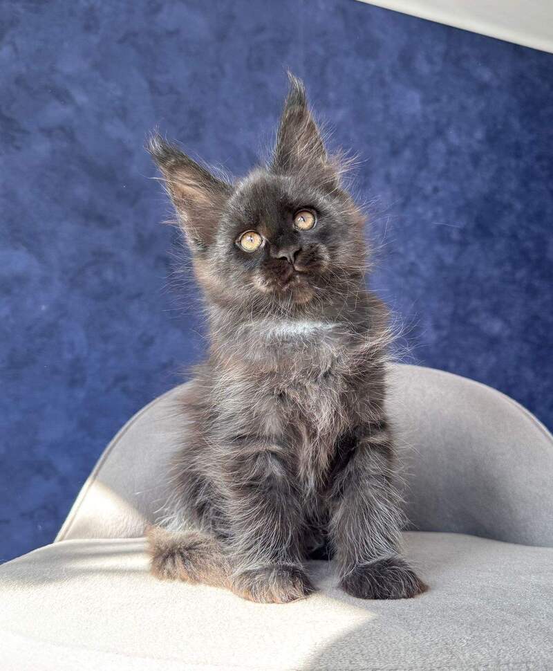 Azari Maine Coon female black silver with white - live animals