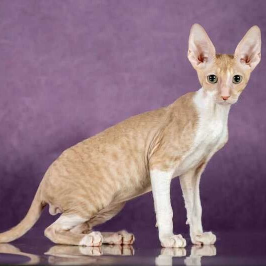 Cosmo Cornish Rex male, cream bicolour