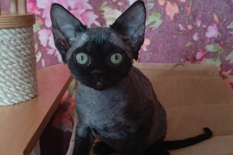 Jinnah Devon Rex female, black